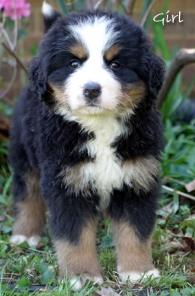 teddy bear love bernese mountain dogs